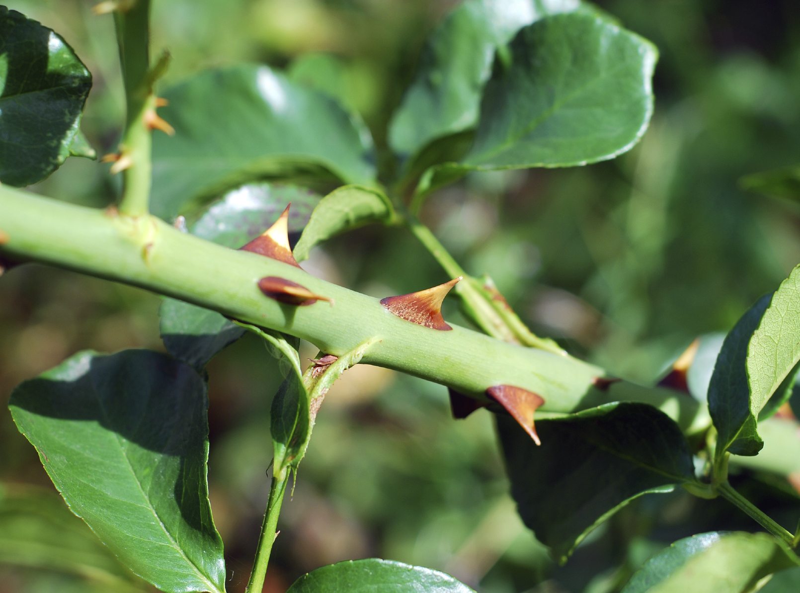 rose-bush-thorns.jpg