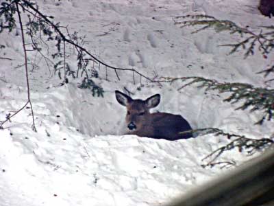 bedded-deer2.jpg